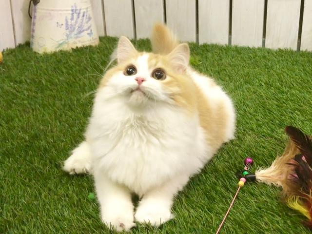 サイベリアン