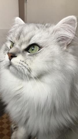 Cat Vermillion（キャットバーミリオン）