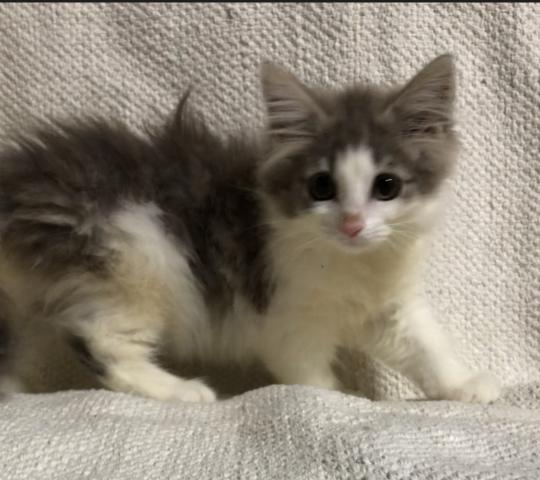 ノルウェージャンフォレストキャット