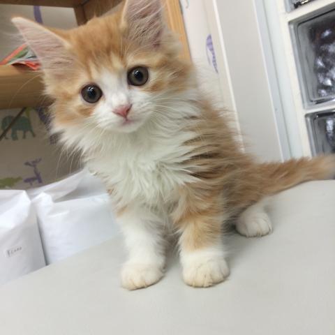 coco