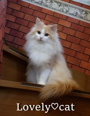 Lovely♡cat