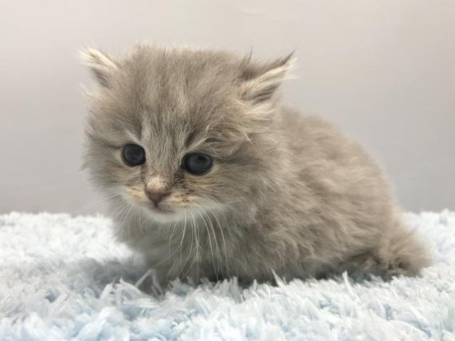 サイベリアン子猫　FEODORA