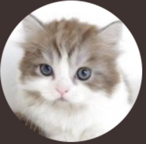 Stellablue マンチカン専門 愛知県春日井市の子猫ブリーダー星野一哉