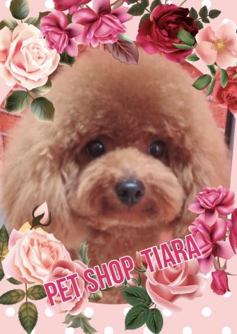 💕ブリーダー直販ペットショップ ティアラ💕