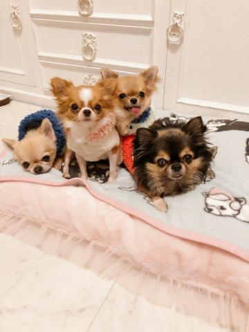 チワワ専門犬舎  リトルデビル  チワワ