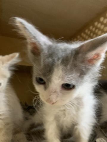 ねこじゃらし
