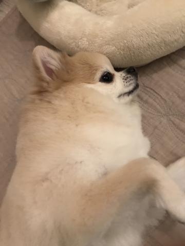 アイリッシュウルフハウンド
