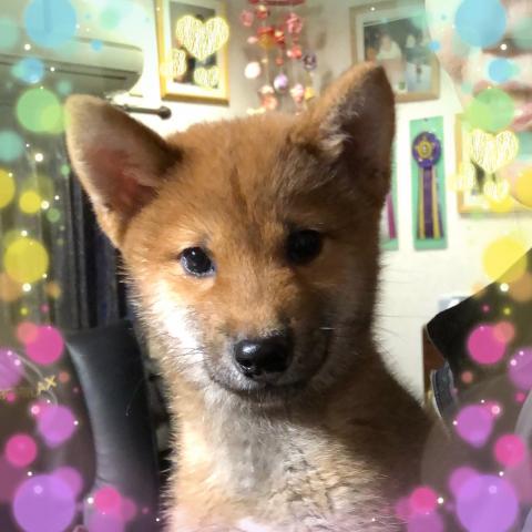 柴犬