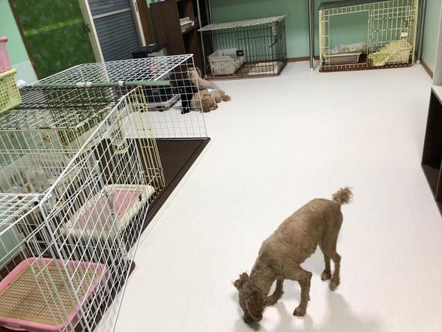ペットハウス　チャウチャウ