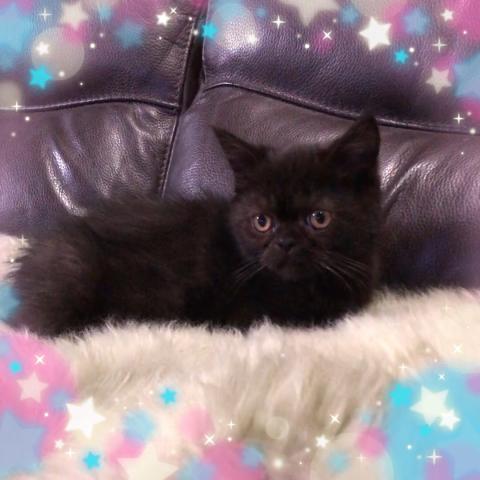 エキゾチックショートヘアー