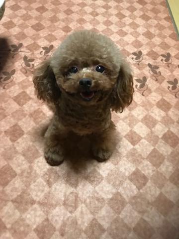 熊本県のこいぬやさんパピーハウス