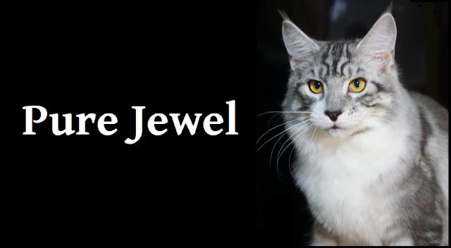 Cattery PureJewel