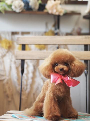 M‘s dolly  ｴﾑｽﾞﾄﾞｰﾘｰ