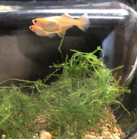 楊貴妃ヒカリ