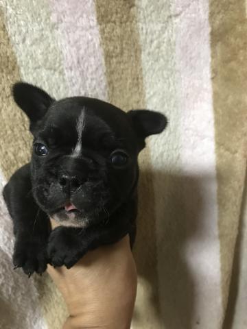 フレンチブルドッグ