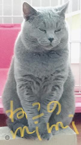  ❤︎ねこのmimi❤︎