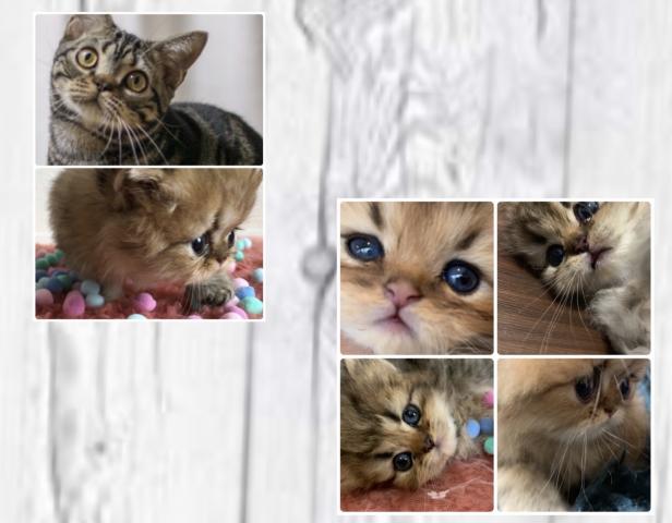 nekoboshi猫星