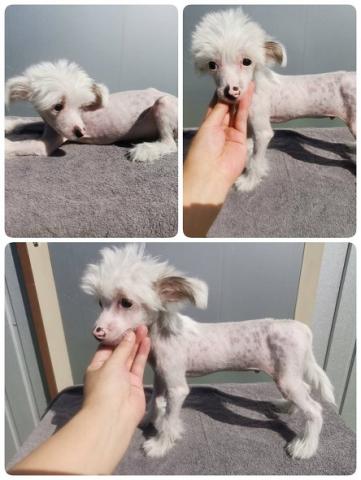 チャイニーズクレステッドドッグ