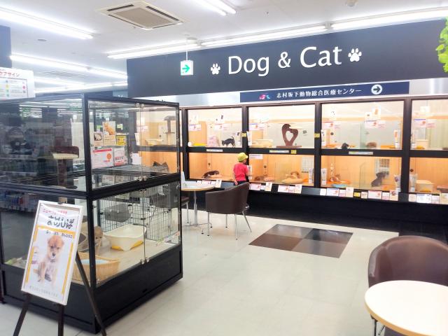 マルワン志村坂下店 　可愛い子犬＆子猫がいっぱい！！