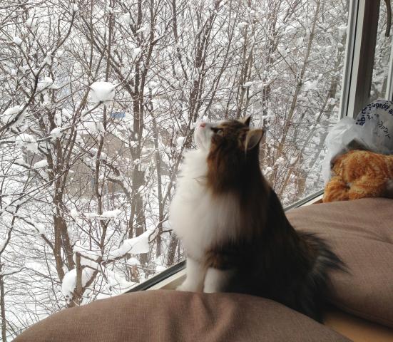 猫専門ブリーダー スノーアート