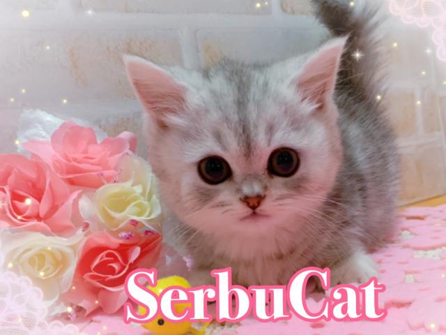 セレブキャット