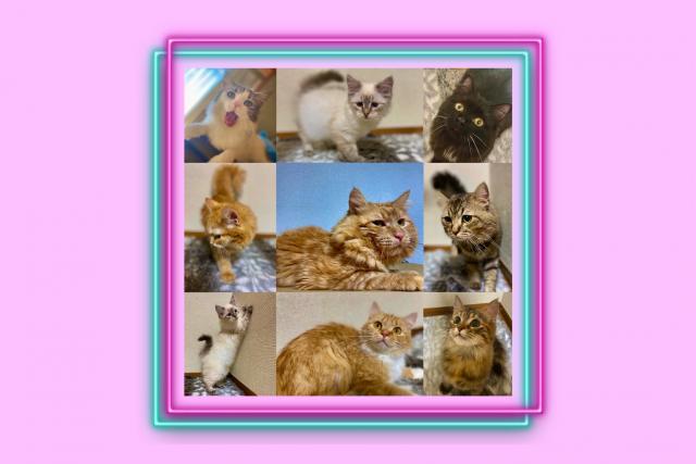 Twinkle  Cats