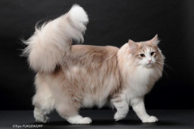 Cattery Azureblue　ノルウェージャン、サバンナ、サイベリアン