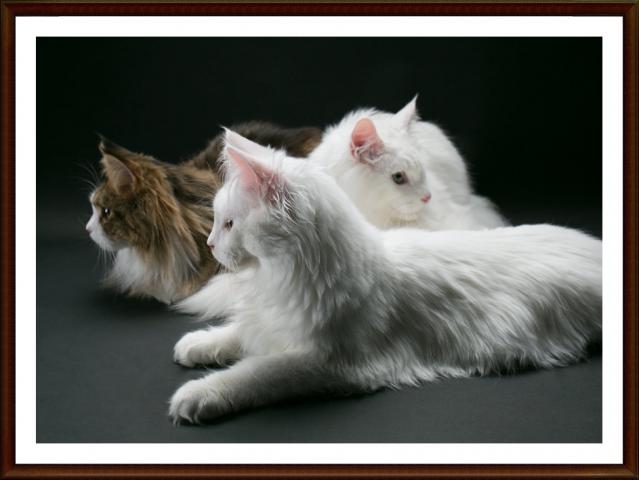 GRACECATS
