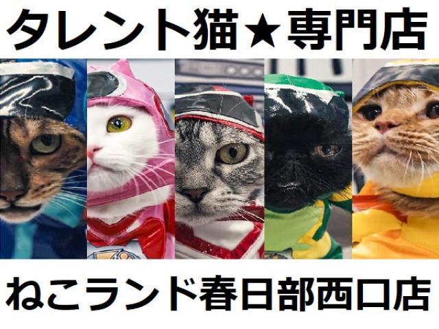 ⭐タレント猫専門店⭐ねこランド春日部西口店