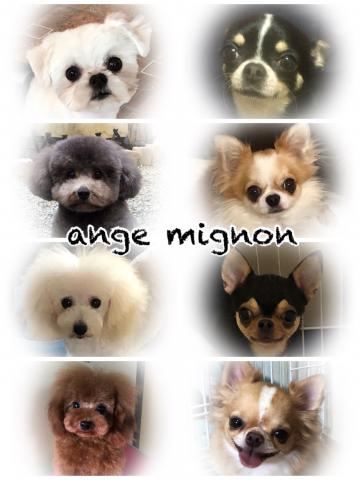 ange  mignon