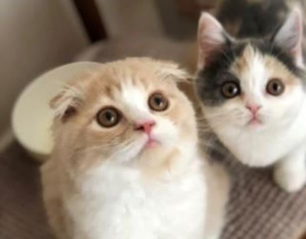 Heartpier Cattery  ハートピアキャテリー