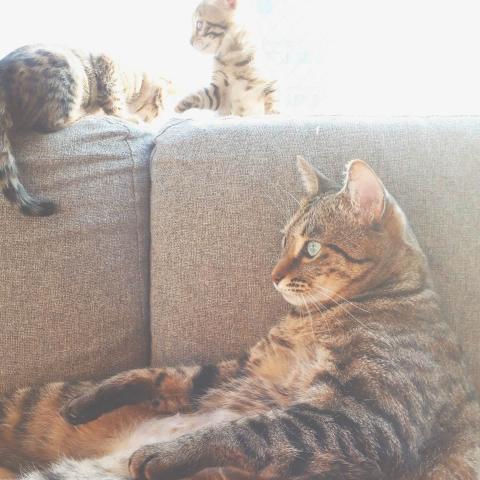 Top Cat　　