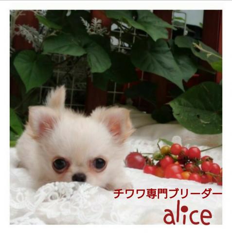 🌻alice-アリスのチワワ🌻