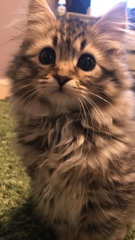 shére. cattery