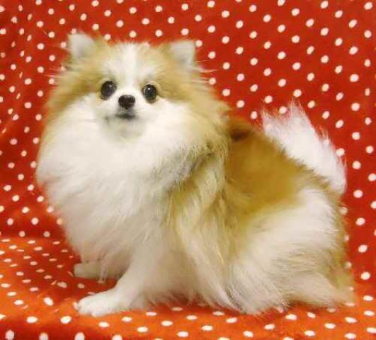 ラナ・八尾市★子犬販売＆犬の美容