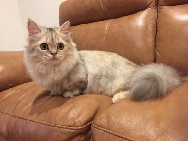 MouCats