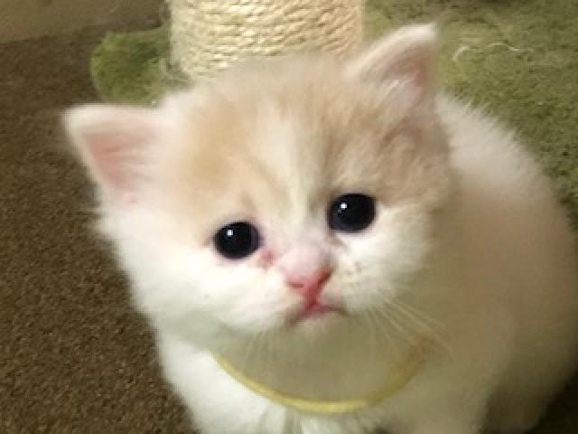 スコティッシュフォールド