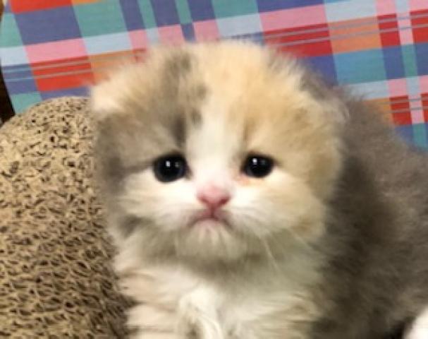 スコティッシュフォールド