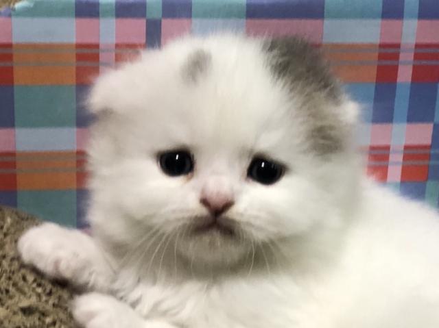 スコティッシュフォールド