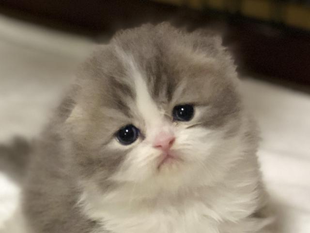 スコティッシュフォールド