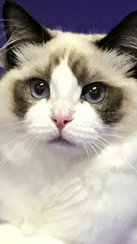 cattery    Tommy   Anjel