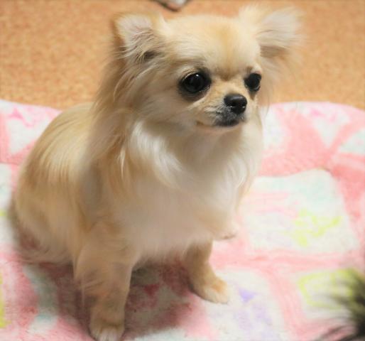 ライナスプラス犬舎