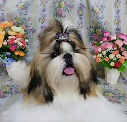 プラチナべいびぃ　【単一犬種ﾌﾞﾘｰﾀﾞｰ】