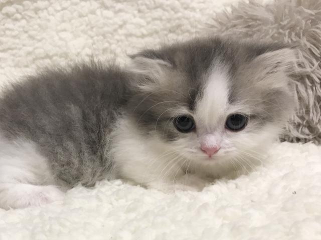 かわいい子ねこのBLUE☆STAR＆サイベリアン専門FEODORA