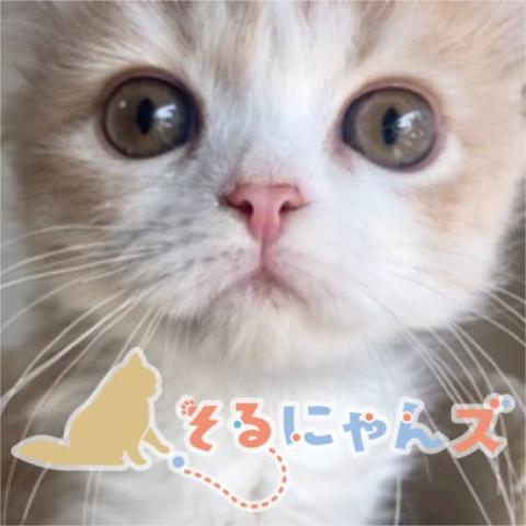 子猫のお店　そるにゃんズ