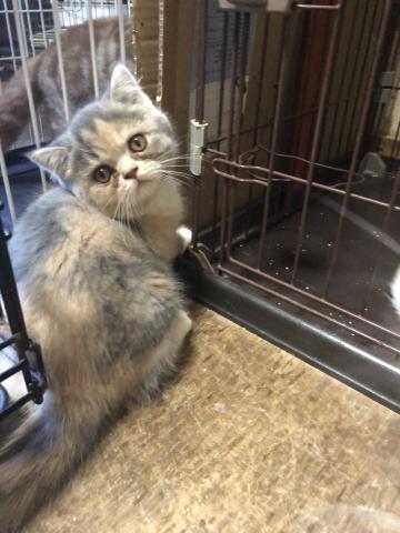 エキゾチックショートヘアー