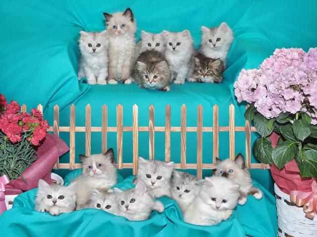  CATTERY MOF-MOF