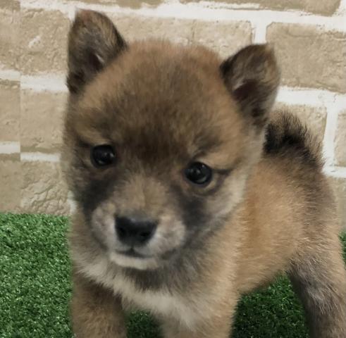 柴犬