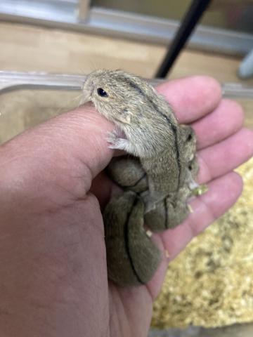 ステップレミング