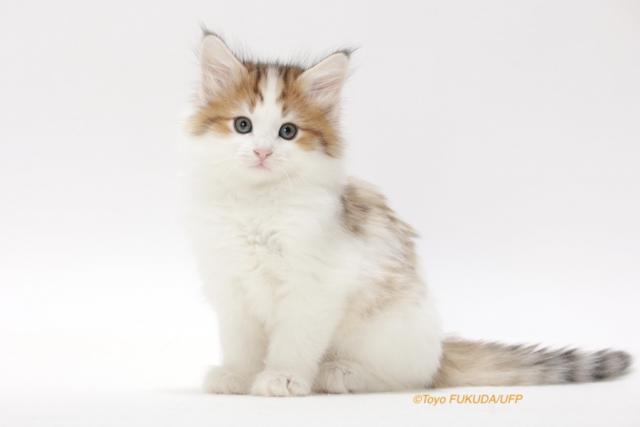 CatteryAnnaPerenna